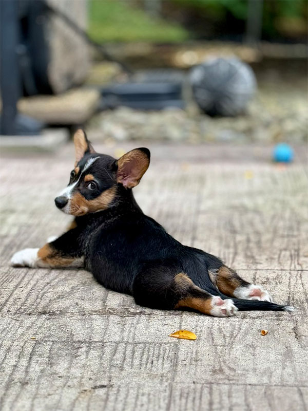 loki sploot 0000 53770AE8 92AD 443A BE43 FA483A6E6D36 1 105 c