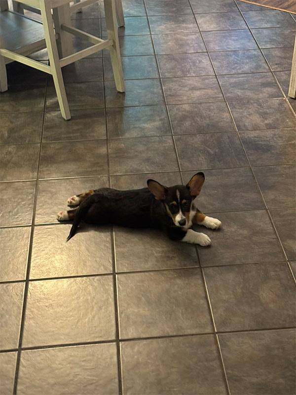 loki sploot 0001 17C2F8D3 10CD 46AD 9FD9 EAB98A1A8AF4 1 102 o