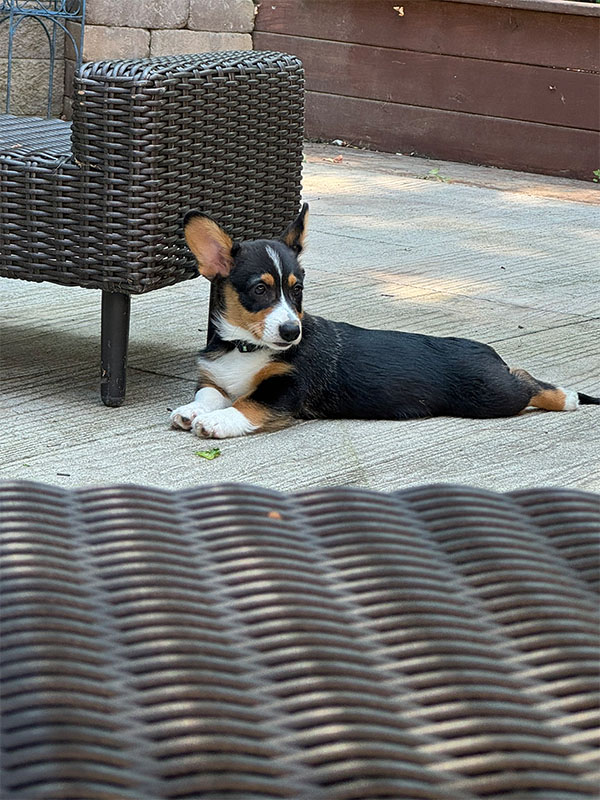 loki sploot 0002 83B478EC BD55 4C31 A841 0092075A8BF6 1 102 o