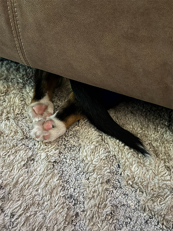 loki sploot 0003 FB51BA52 7520 4315 BEC5 28ADFD05C14A 1 102 o
