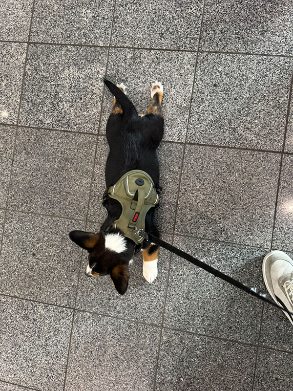 loki sploot 0004 69D76348 93A7 4D89 B174 687F30353852 1 102 o