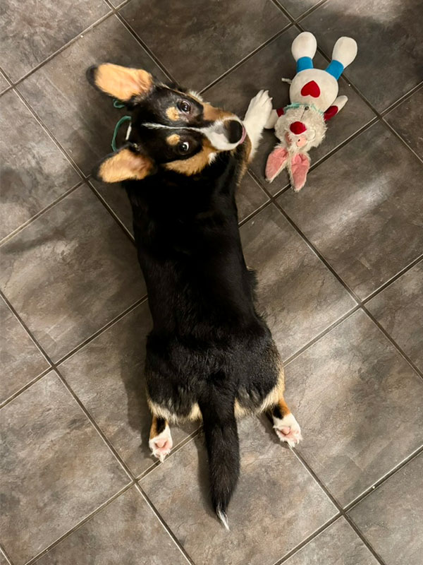 loki sploot 0005 9997D10F 0EEA 4ACC BF01 B7F6AF249BE2 1 105 c