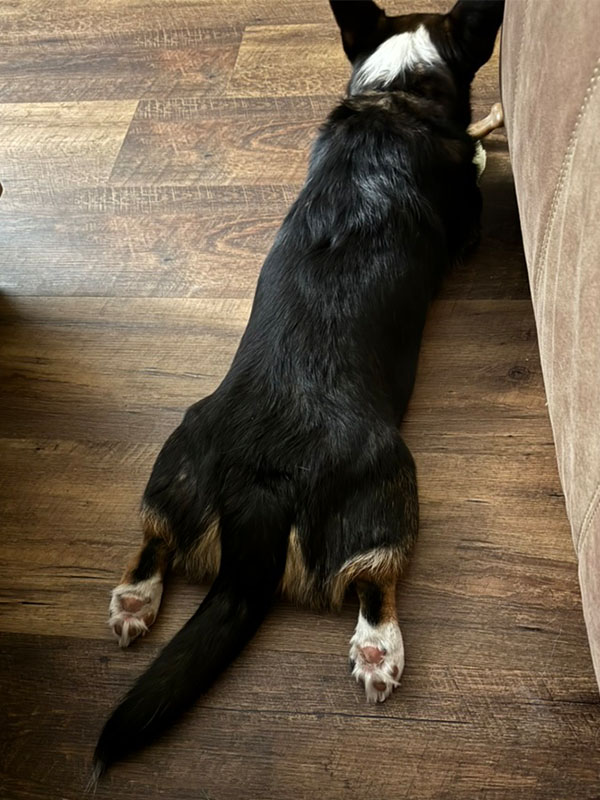 loki sploot 0006 44DDCE2B FAAB 4C7B 8FB1 EE317C03187F 1 105 c