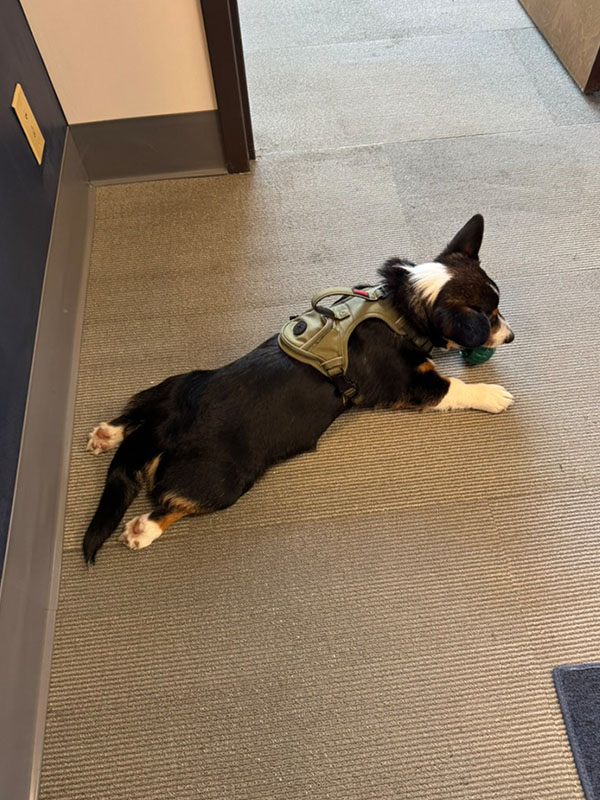 loki sploot 0007 02AF6DAD CF5D 421B 85E7 98F1CA148787 1 105 c