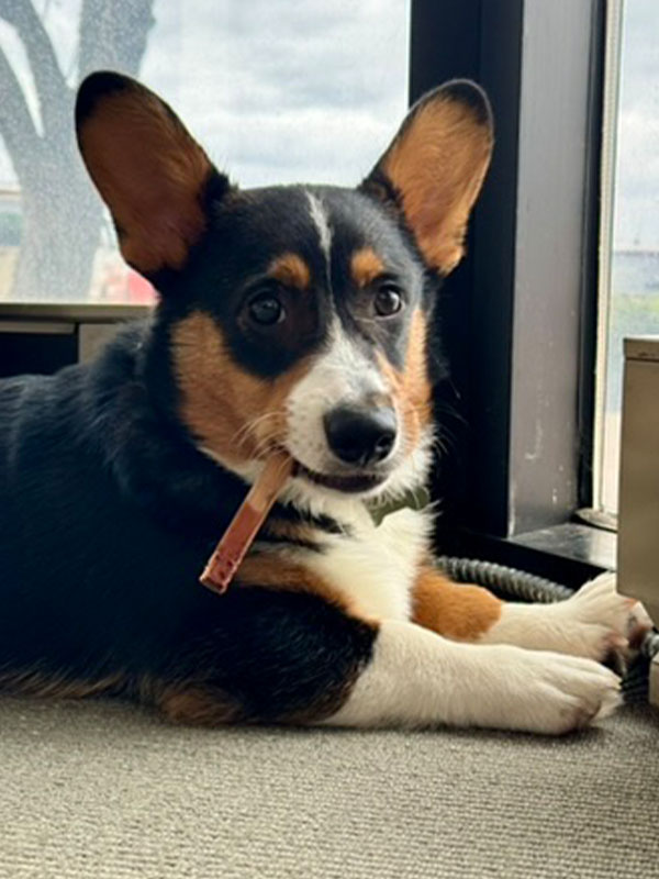 loki sploot 0008 40BA8A48 CB0A 462B 9A09 8A0E347C2C5B 4 5005 c