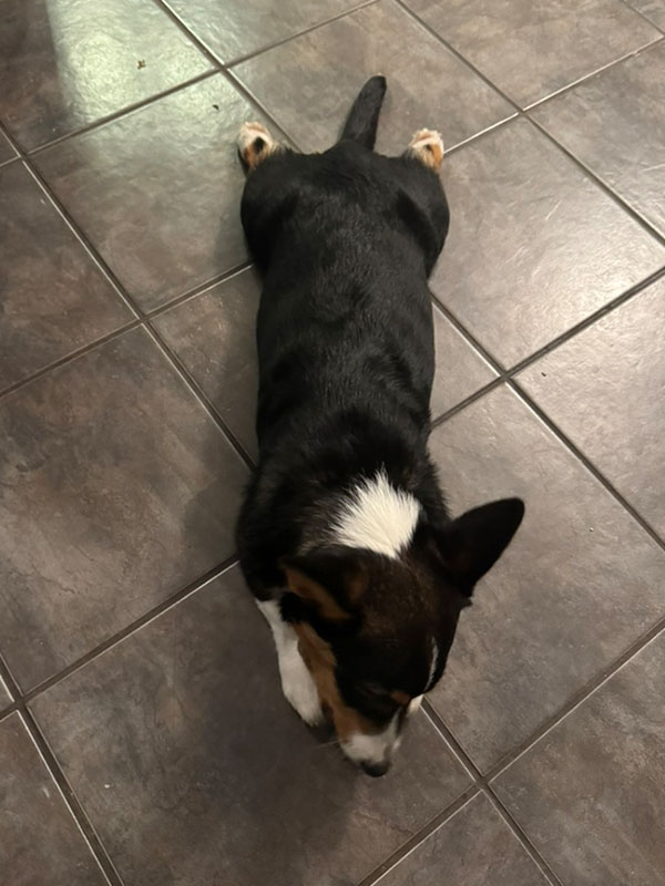 loki sploot 0009 F55FD779 18BC 4817 8A6F 21C4EEEBF2F4 1 105 c