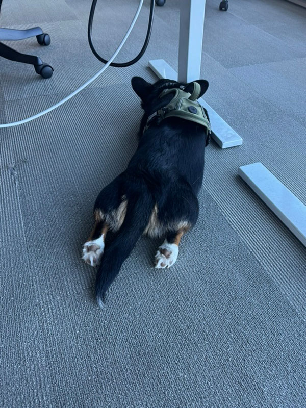 loki sploot 0010 88A58125 0E3B 4AF9 A980 7B4E5581D8EB 1 105 c