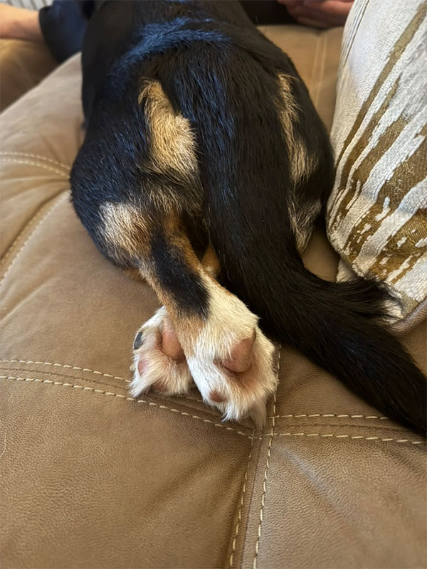 loki sploot 0011 3DA5E972 8EC6 422C AB6F 148AB45A535A 1 105 c