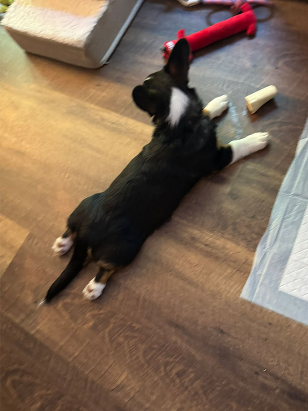 loki sploot 0013 79663401 2E96 40BA 9D20 EFFA19841369 1 102 o