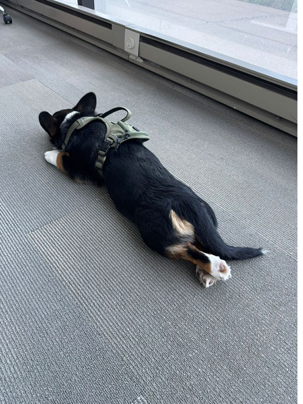 loki sploot 0014 D7AE1C91 0EC9 4319 9D03 3F67B536E7F9 1 105 c